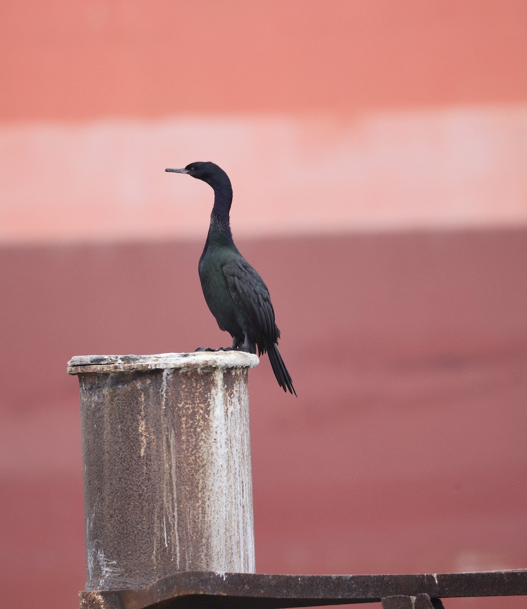 Pelajik Karabatak - ML644739778