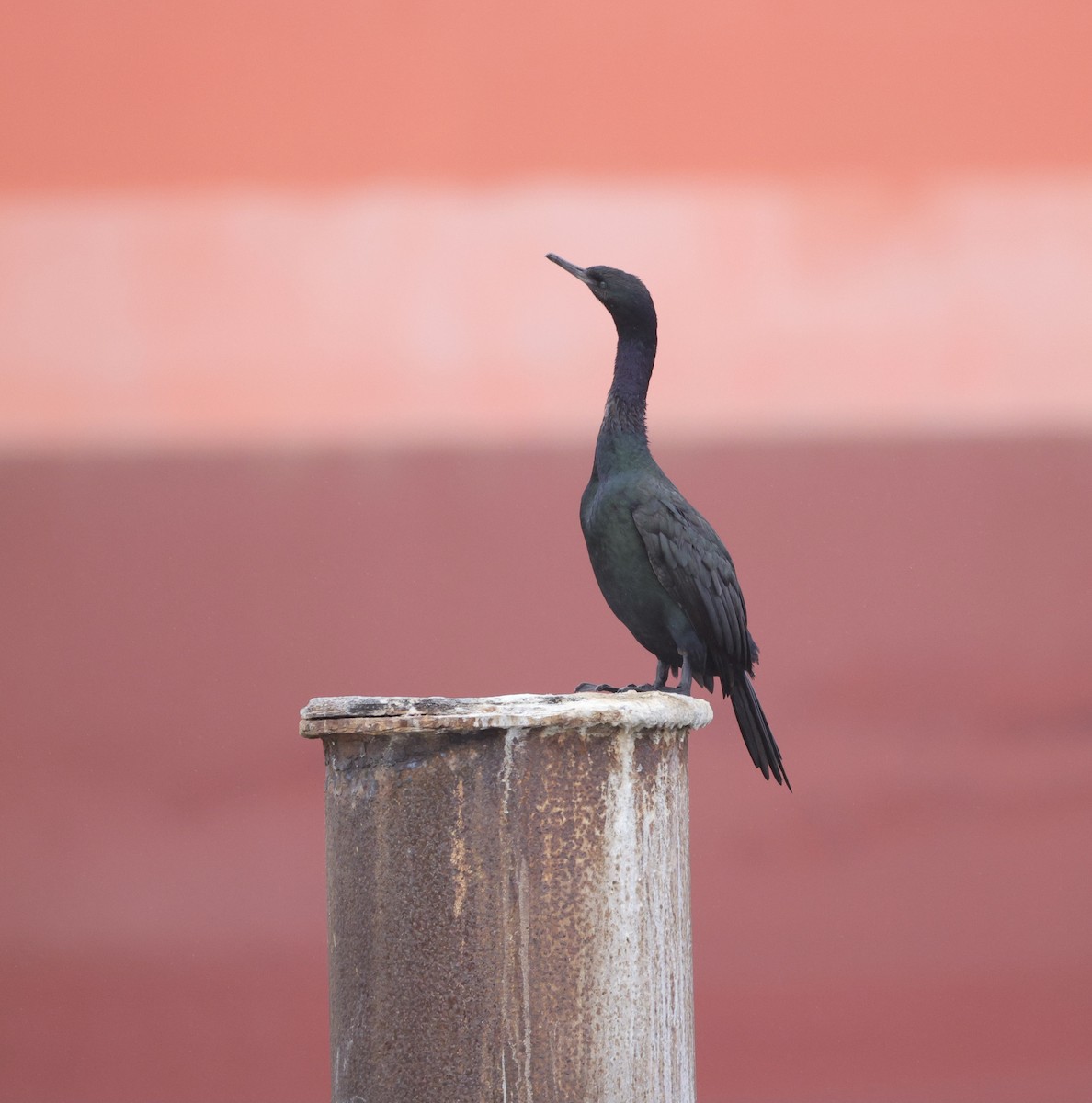 Pelajik Karabatak - ML644739779