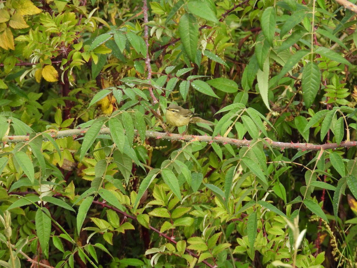 Tickell Çıvgını - ML644739792