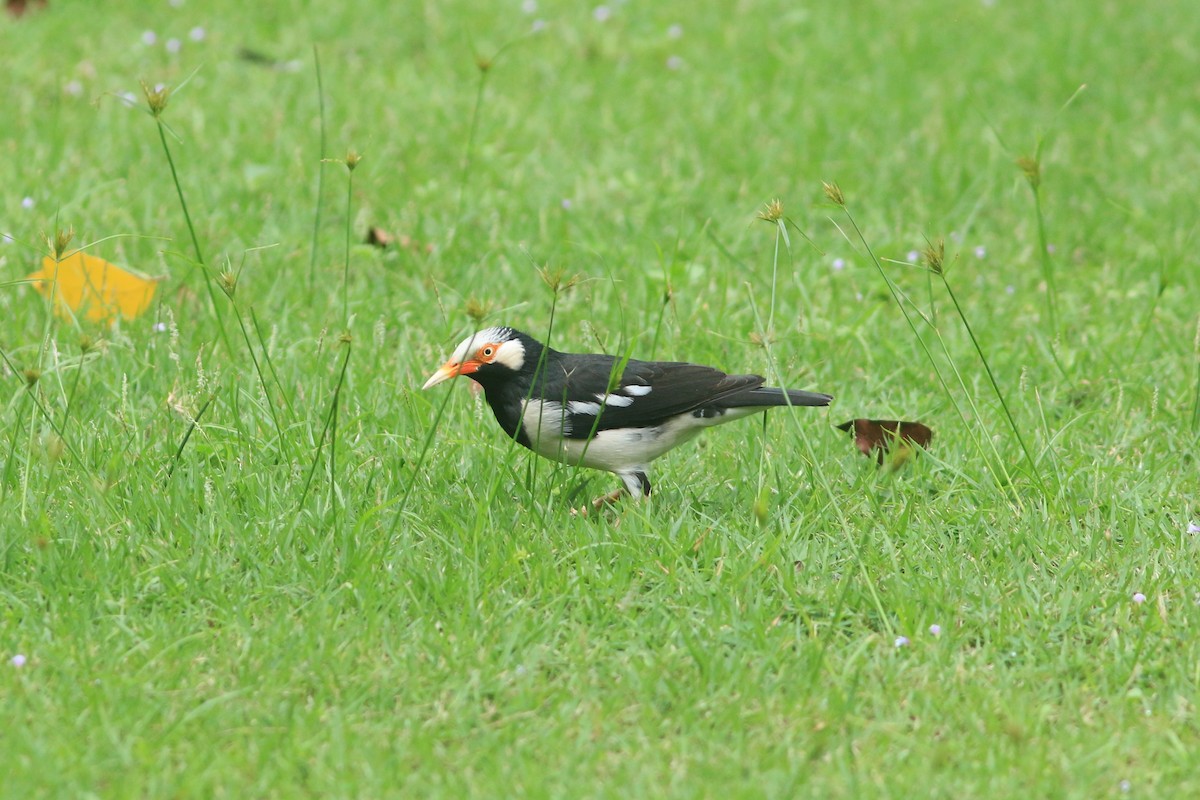 Siamese Pied Starling - ML644739800