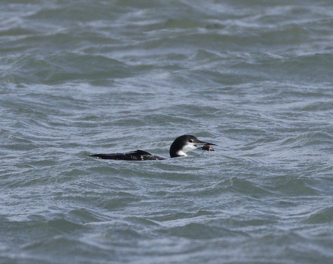 Aliota handia - ML644739803