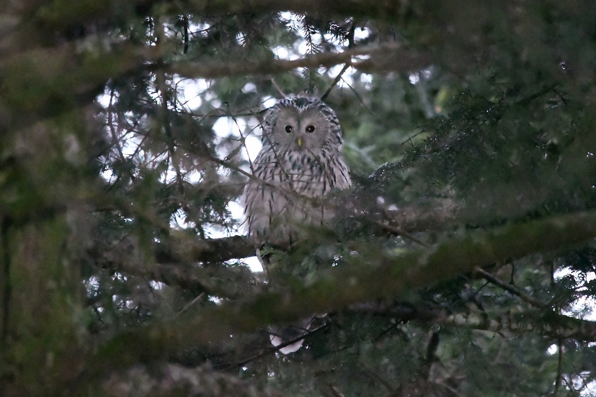 Allocco degli Urali - ML644739804