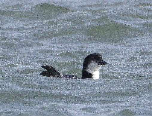 Aliota handia - ML644739805