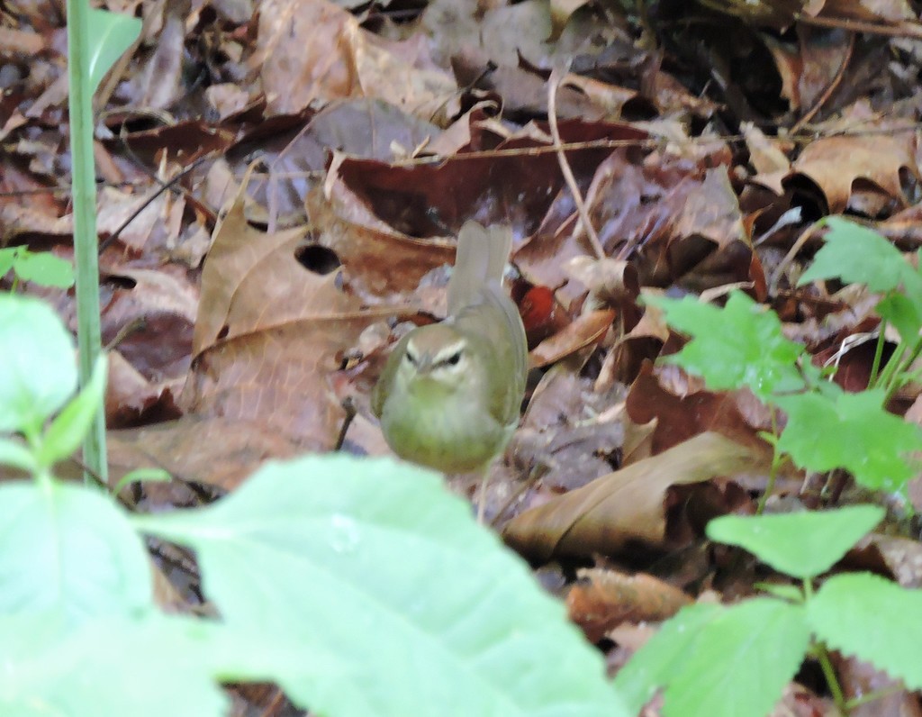 Swainson's Warbler - ML644739815