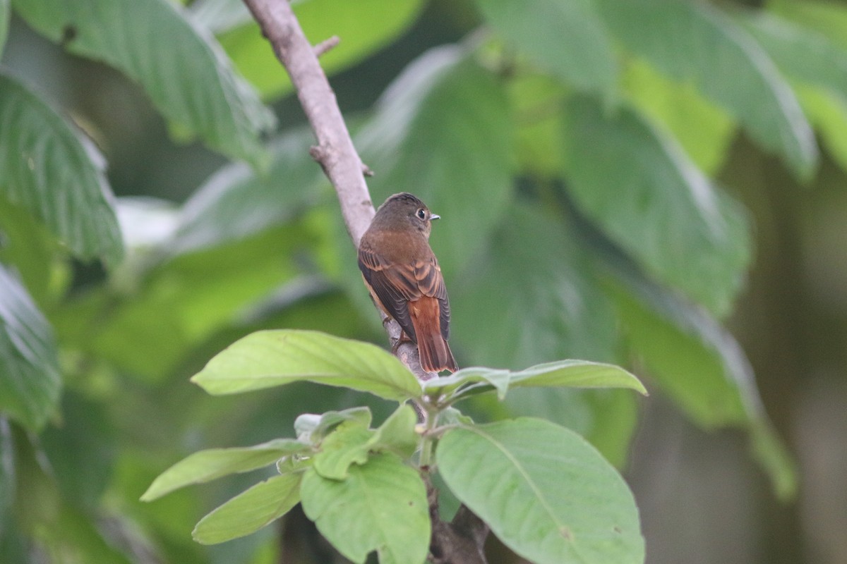 Rostschnäpper - ML644739822