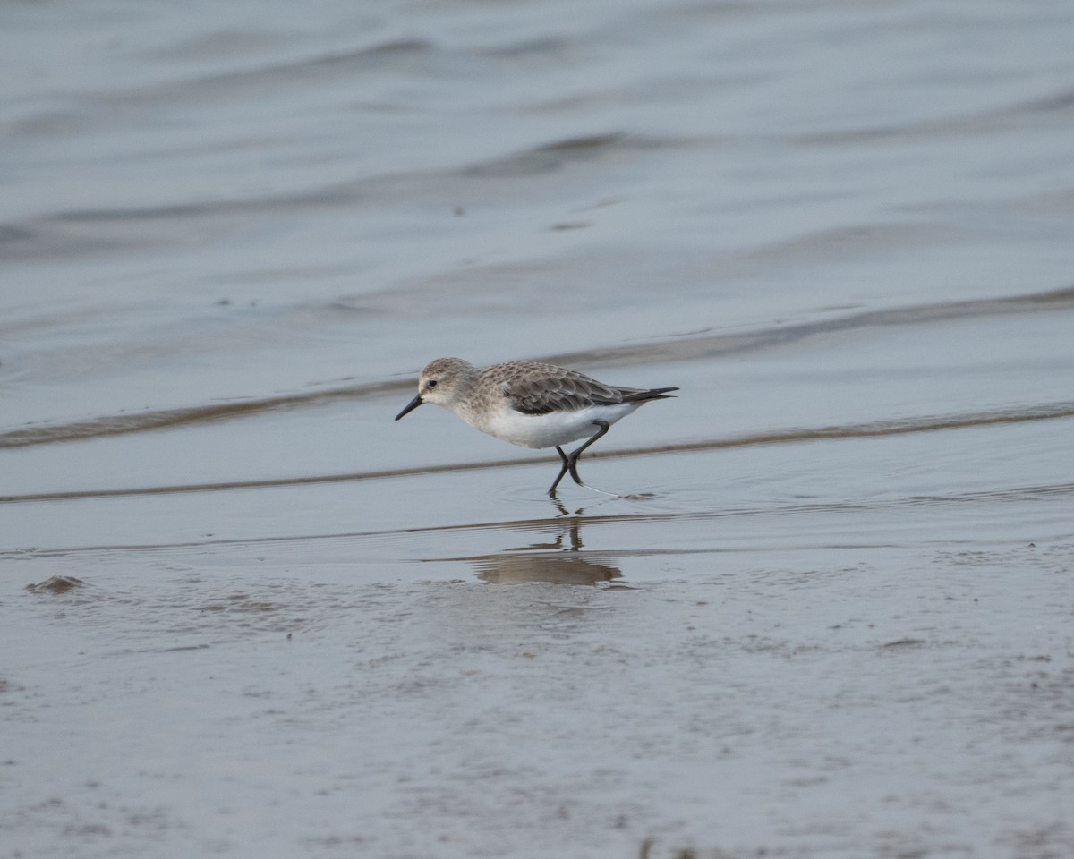 Little Stint - ML644739827