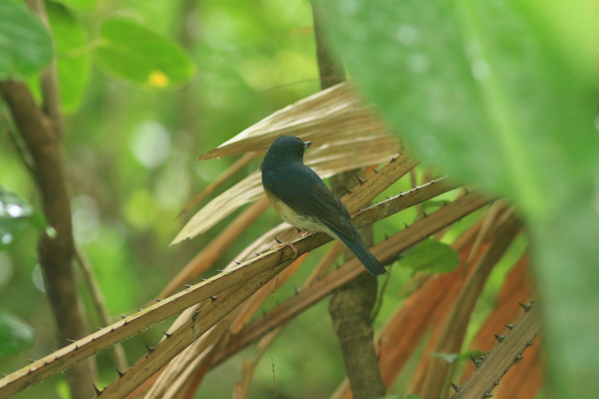 Large Blue Flycatcher - ML644739840