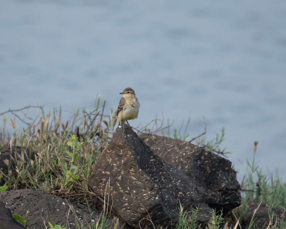 Western Yellow Wagtail - ML644739853
