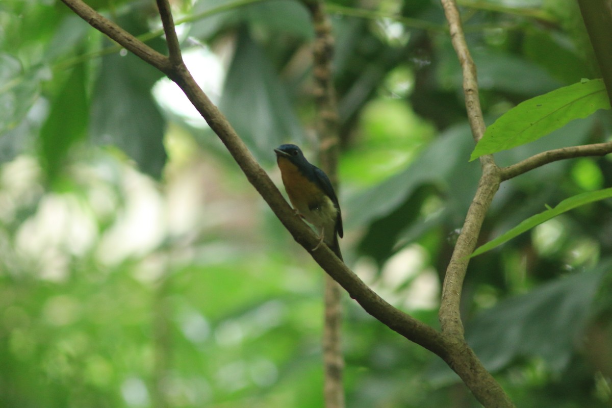 Large Blue Flycatcher - ML644739854