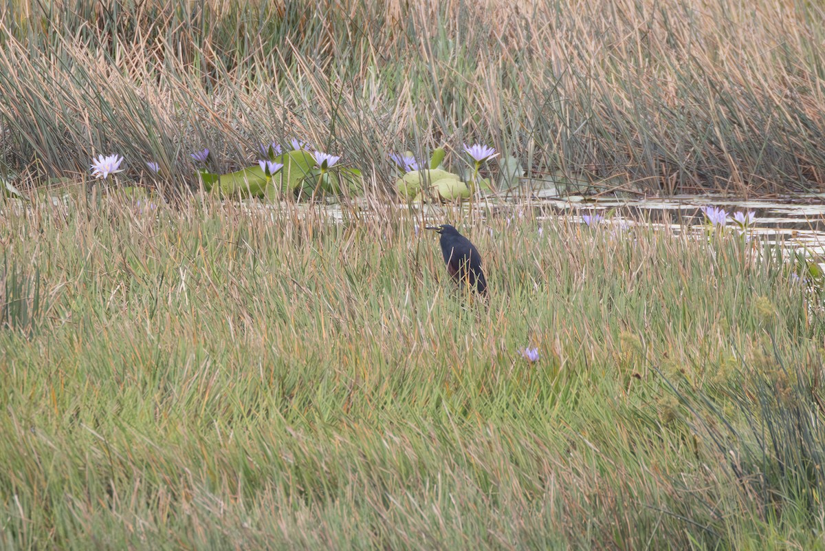 Рыжебрюхая цапля - ML644739864