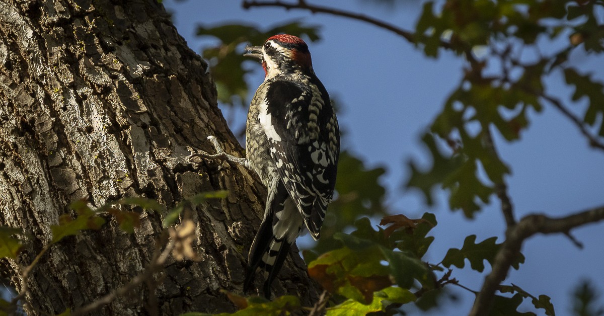 Rotnacken-Saftlecker - ML644739886