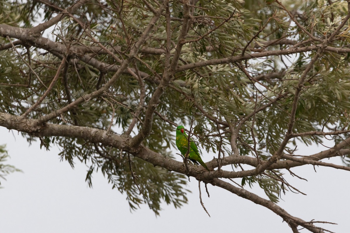 lori žlutošupinatý - ML644739890