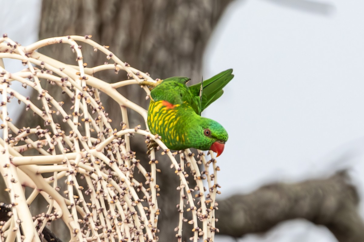 lori žlutošupinatý - ML644739891