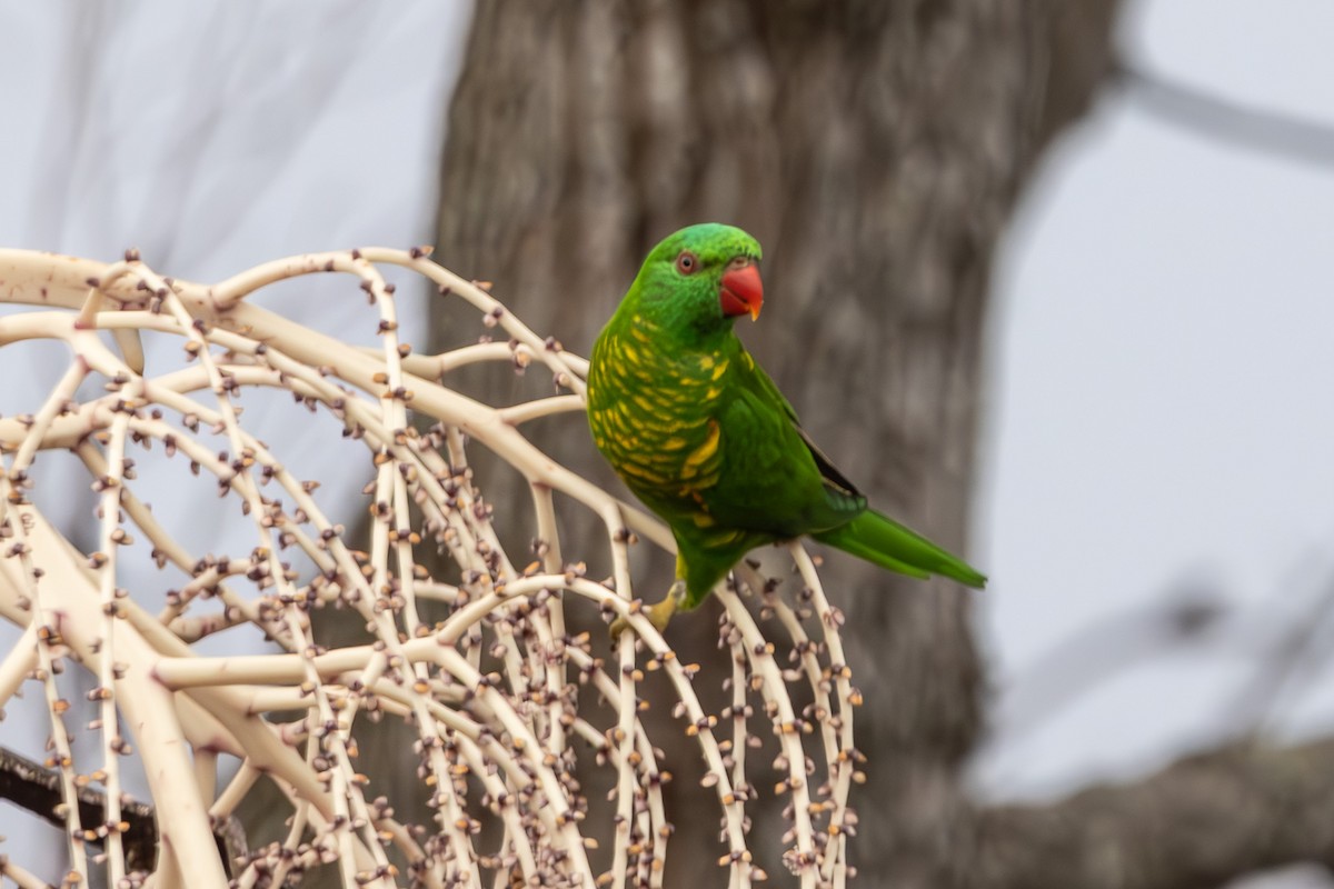 lori žlutošupinatý - ML644739892