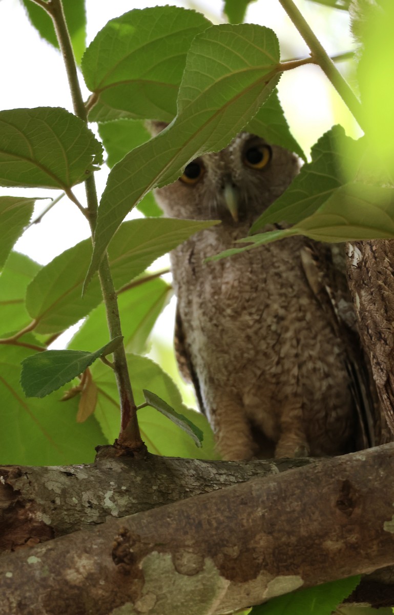 Pacific Screech-Owl - ML644739894