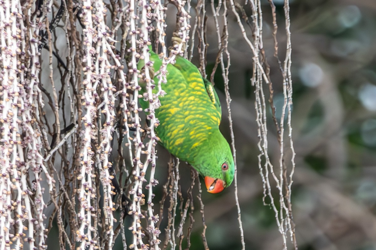 lori žlutošupinatý - ML644739895