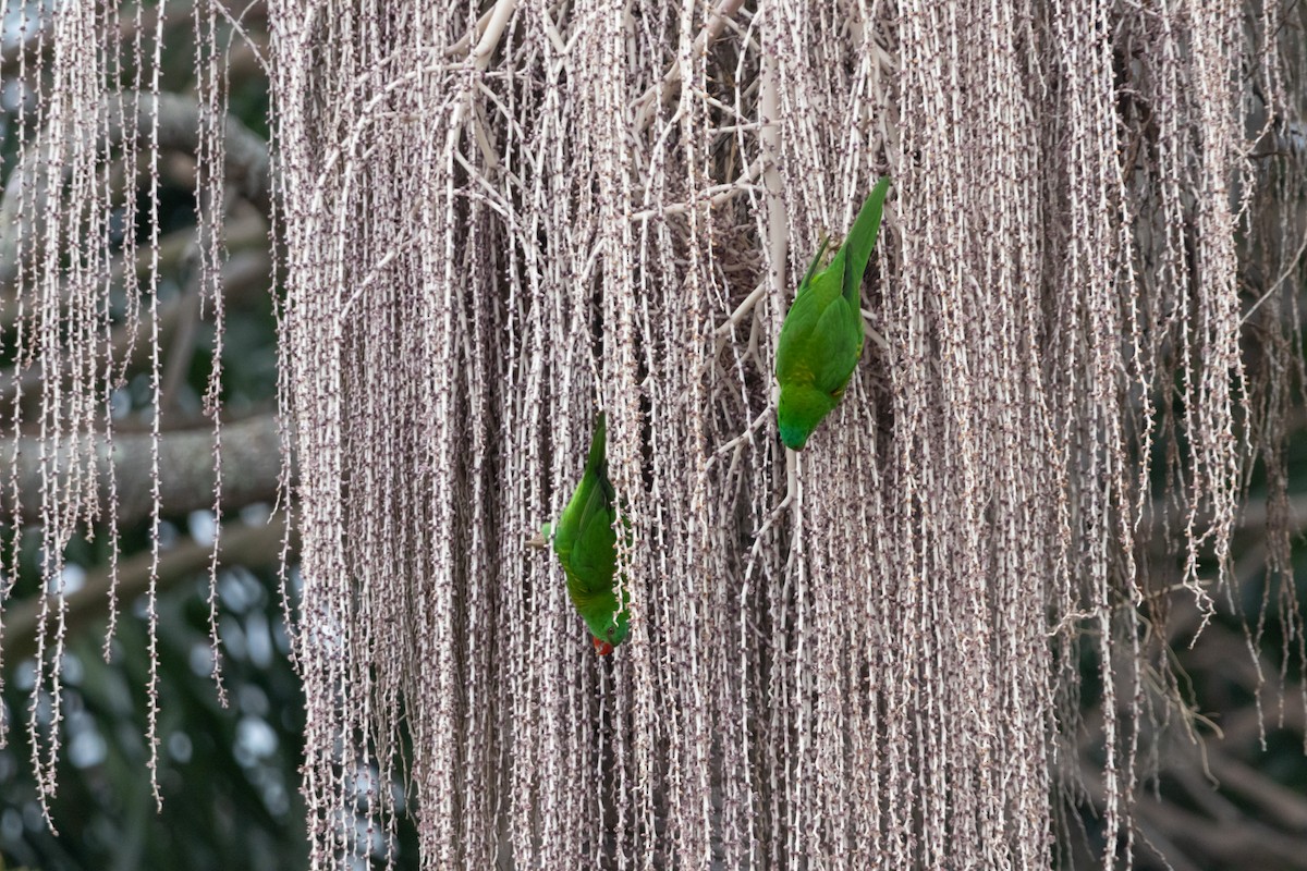 lori žlutošupinatý - ML644739900