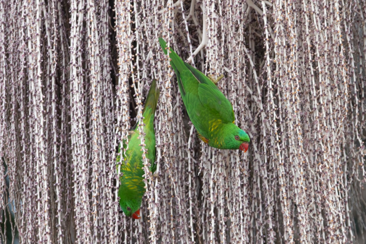 lori žlutošupinatý - ML644739901