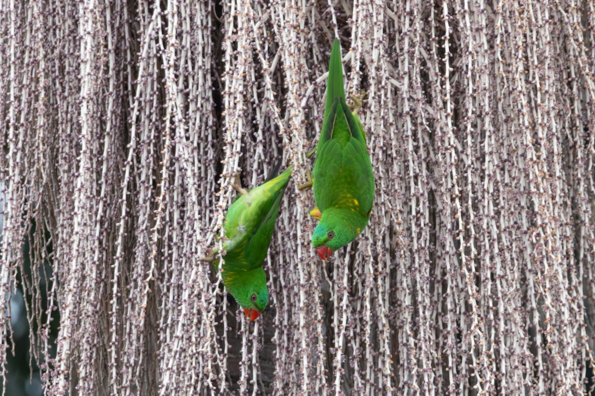 lori žlutošupinatý - ML644739902