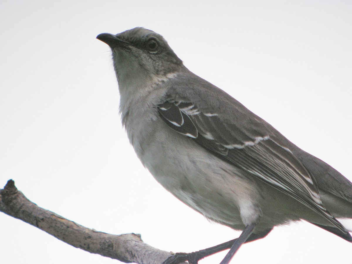 Tropikal Taklitçi - ML644739923