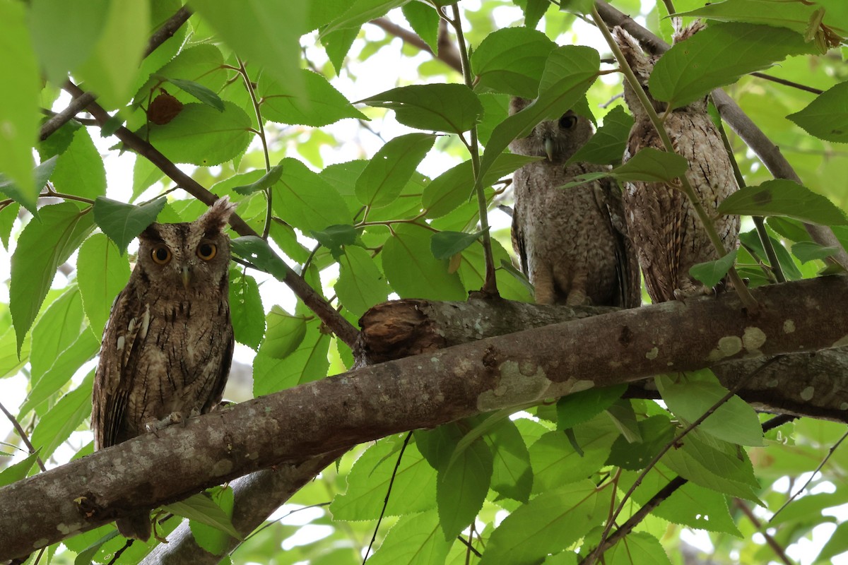 Pacific Screech-Owl - ML644739925