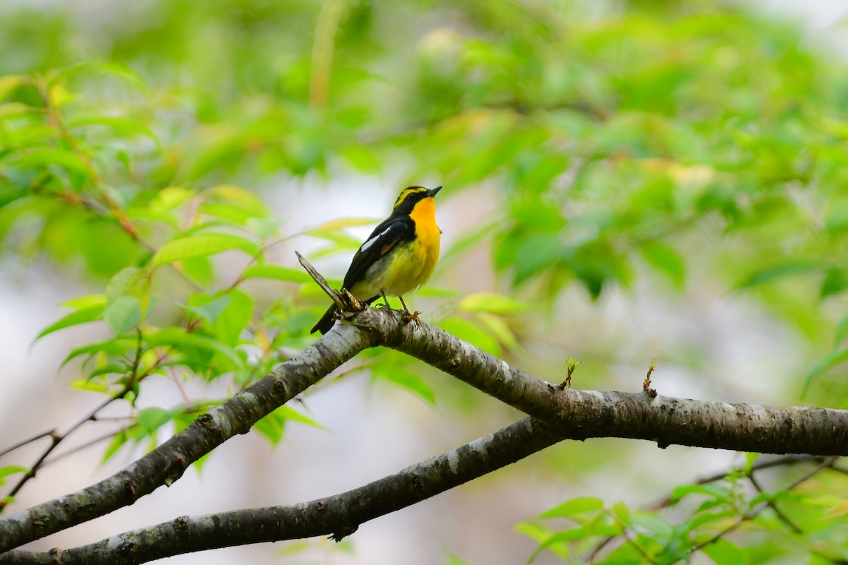 黃眉黃鶲 - ML644739928