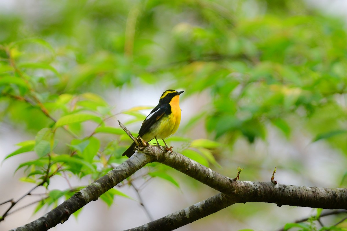 黃眉黃鶲 - ML644739929