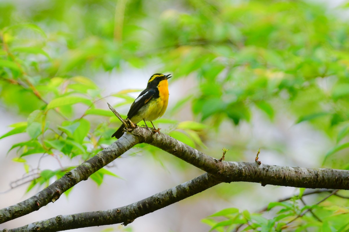 黃眉黃鶲 - ML644739930