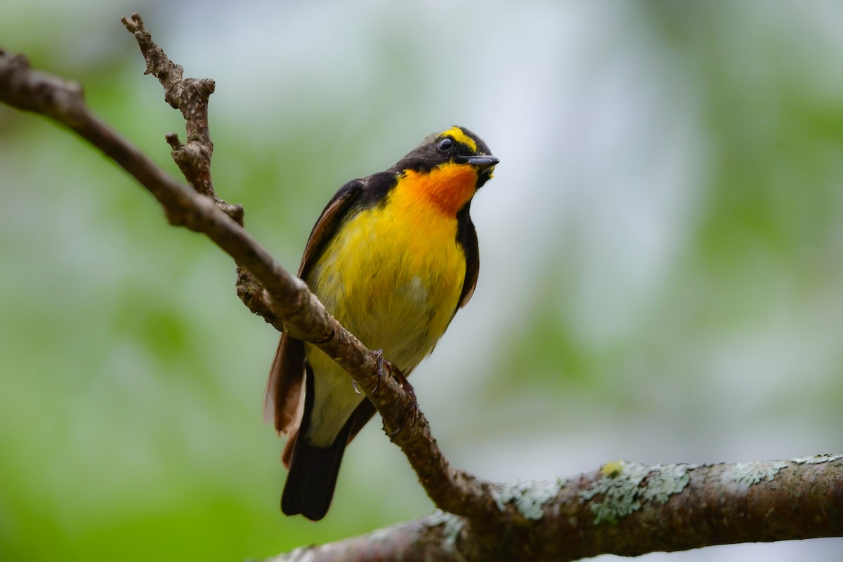 黃眉黃鶲 - ML644739931