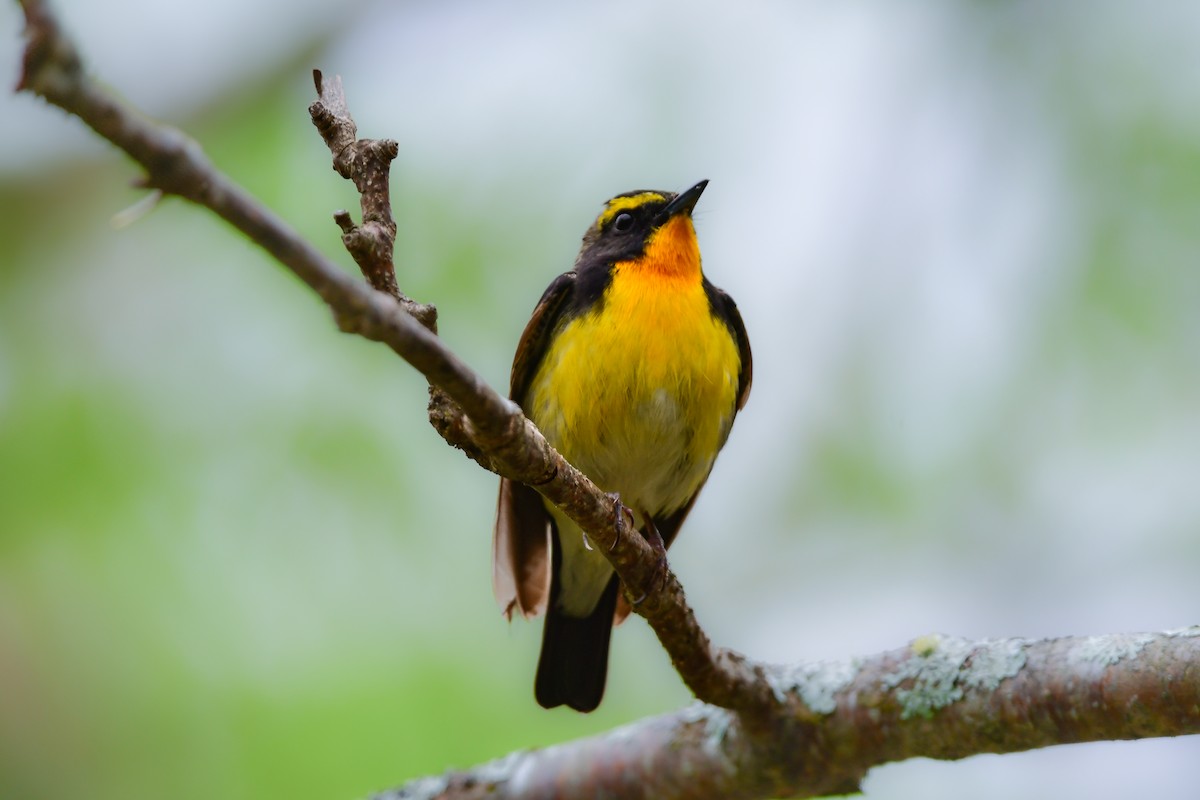 黃眉黃鶲 - ML644739932