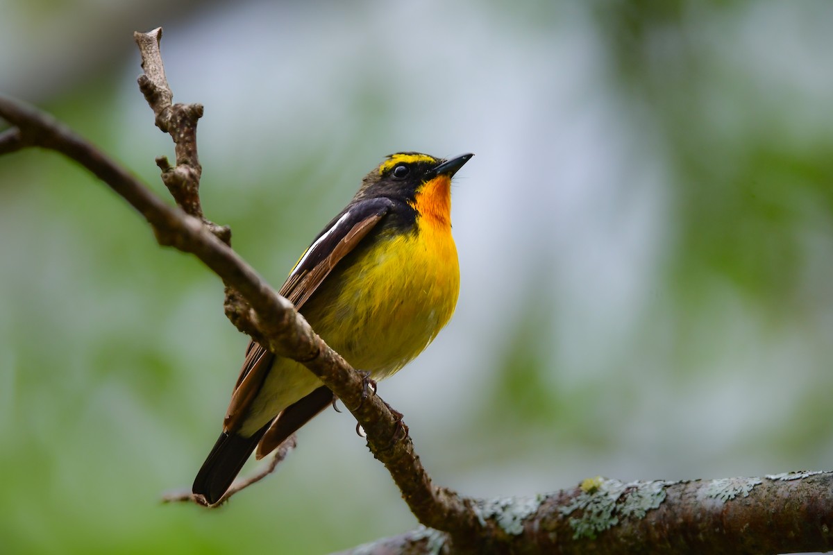 黃眉黃鶲 - ML644739933