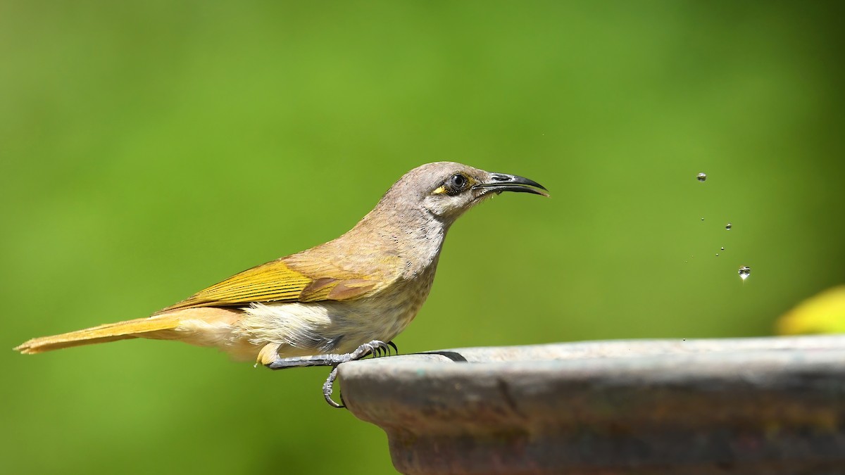 Brown Honeyeater - ML644739943