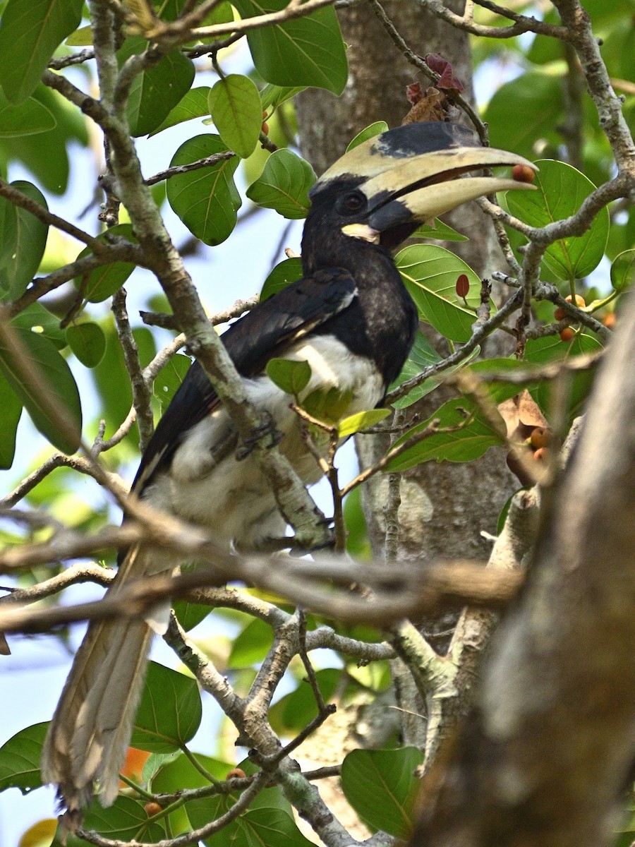 Malabar Pied-Hornbill - ML644739955