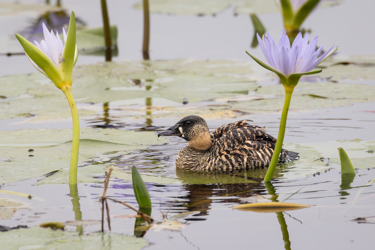 White-backed Duck - ML644739965
