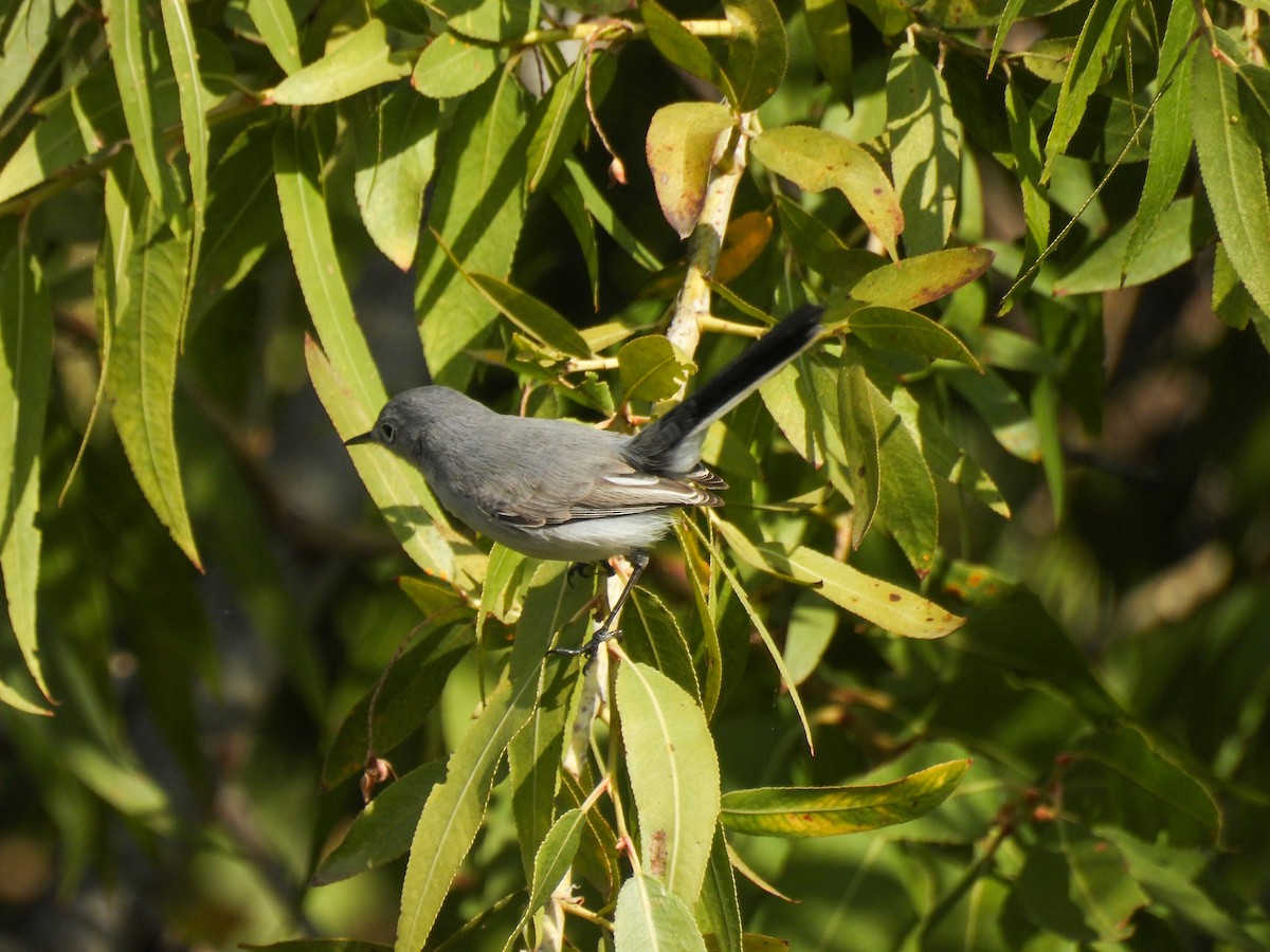 Голубая комароловка - ML644739972