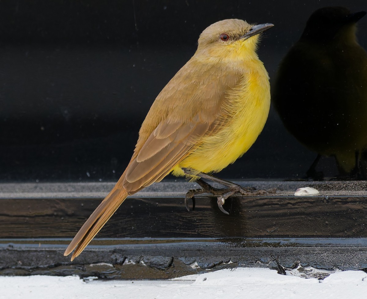 Cattle Tyrant - ML644739994