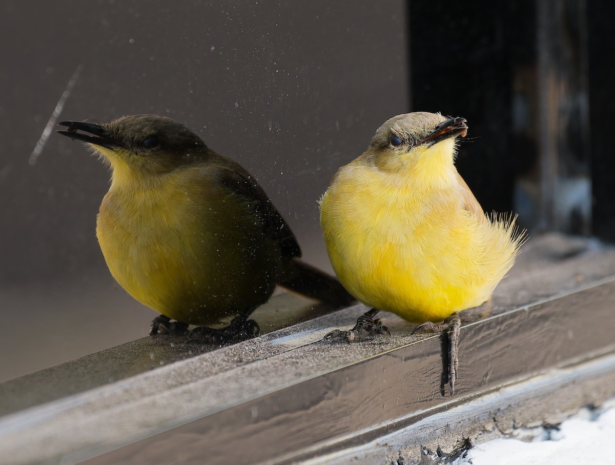 Cattle Tyrant - ML644739995