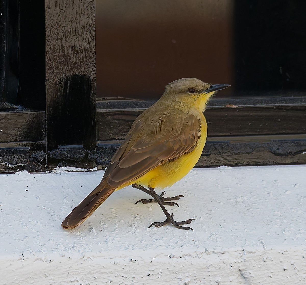 Cattle Tyrant - ML644739996