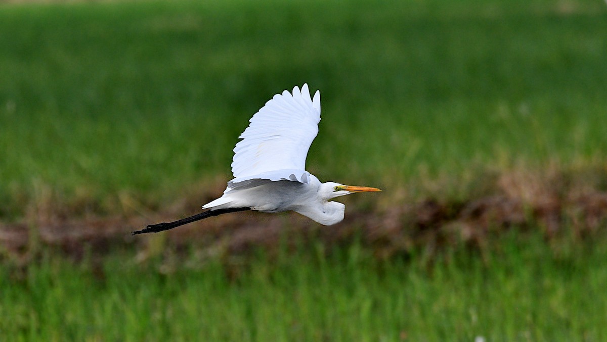 Great Egret - ML644739998
