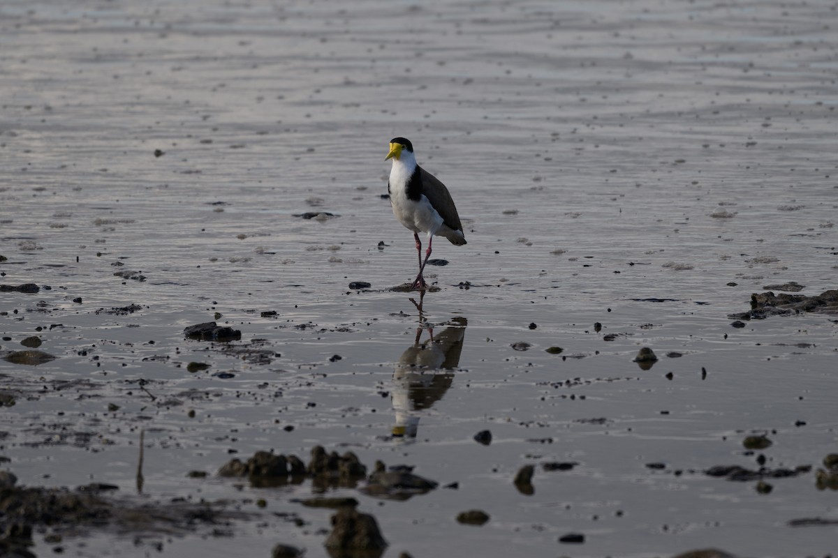 Masked Lapwing - ML644740003