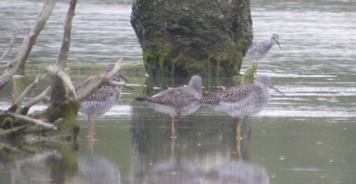 Greater Yellowlegs - ML644740006