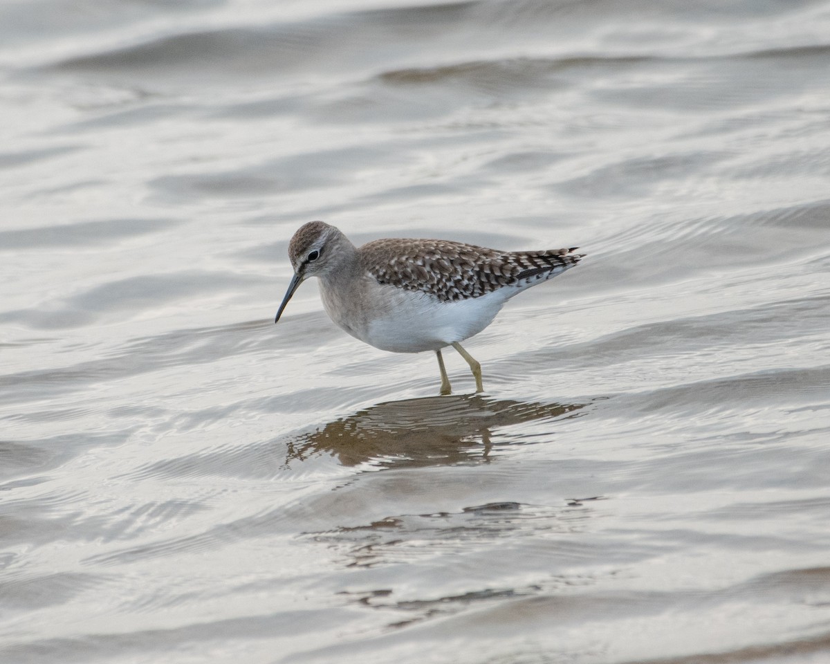 タカブシギ - ML644740013