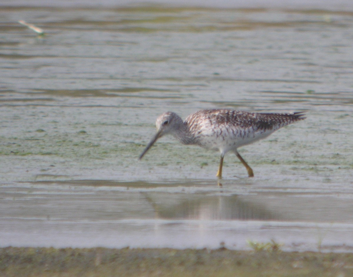 Greater Yellowlegs - ML644740020