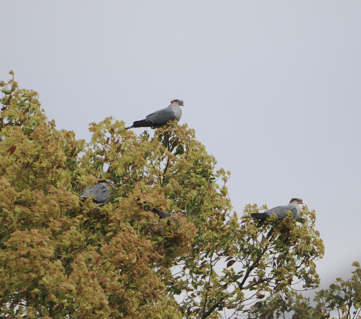 Topknot Pigeon - ML644740032