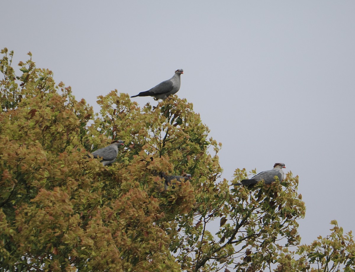 Topknot Pigeon - ML644740034