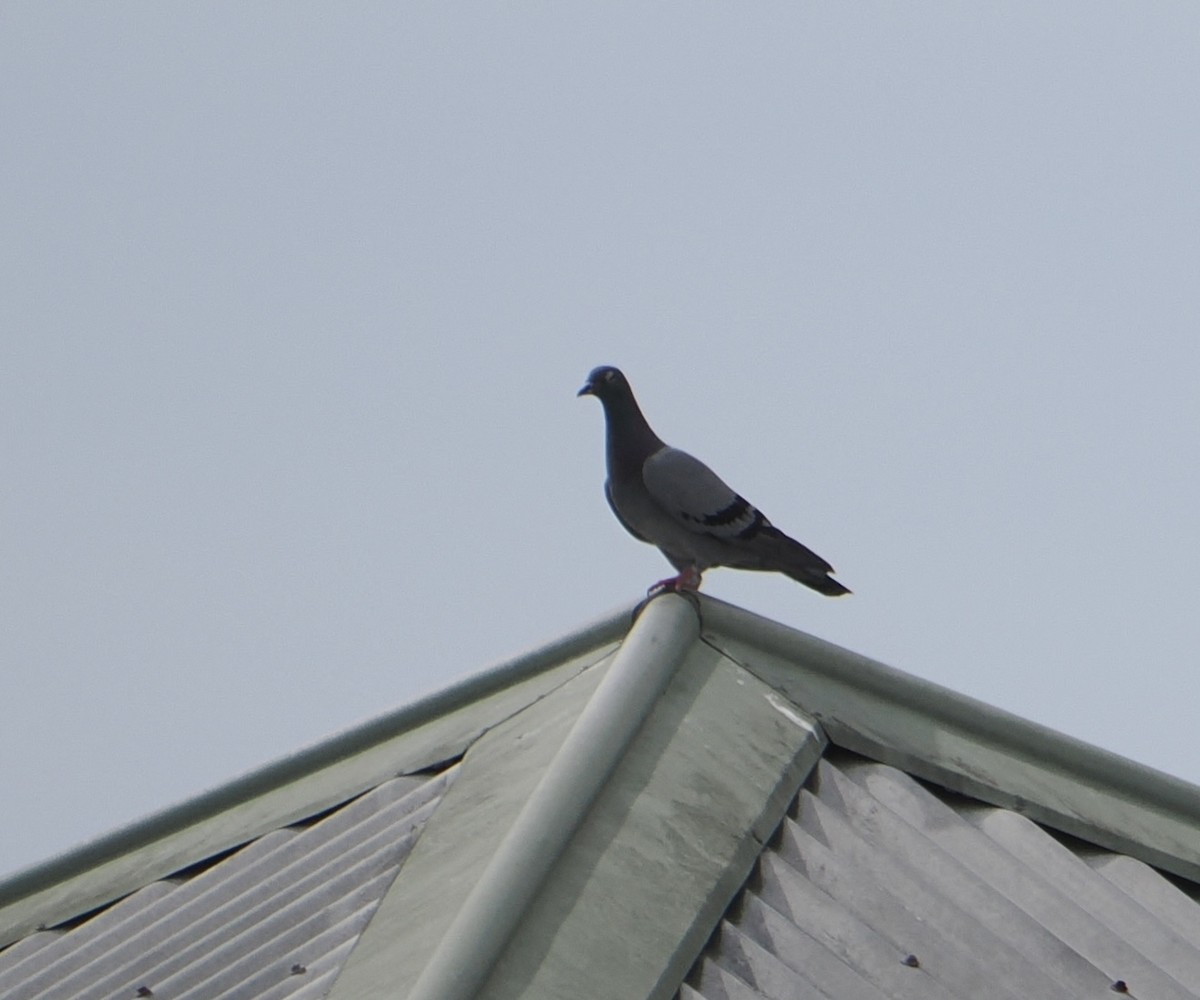 Haitz-usoa (etxekoa) - ML644740041