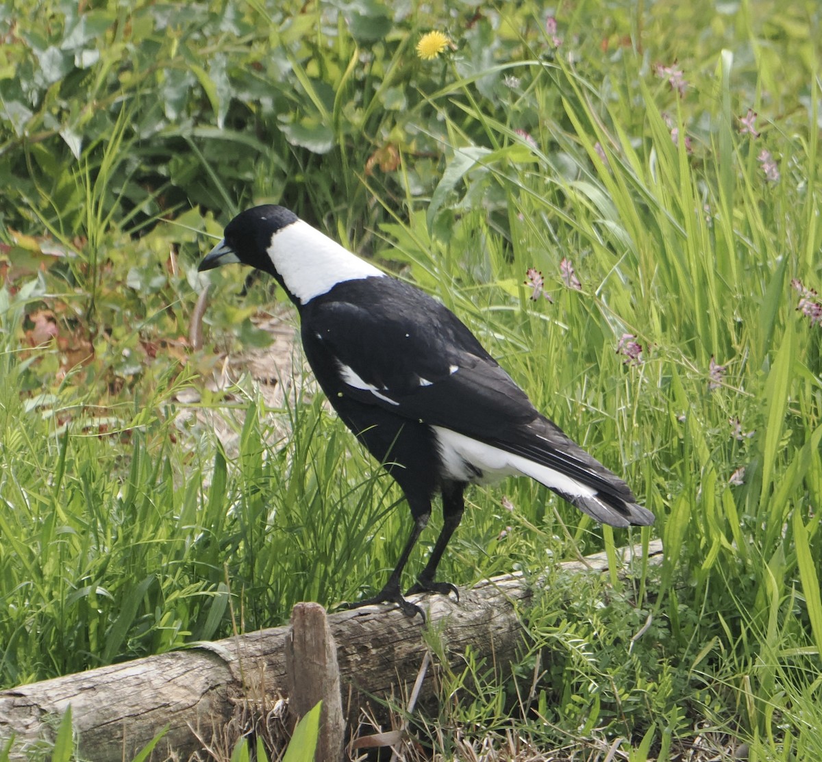 Australian Magpie - ML644740042