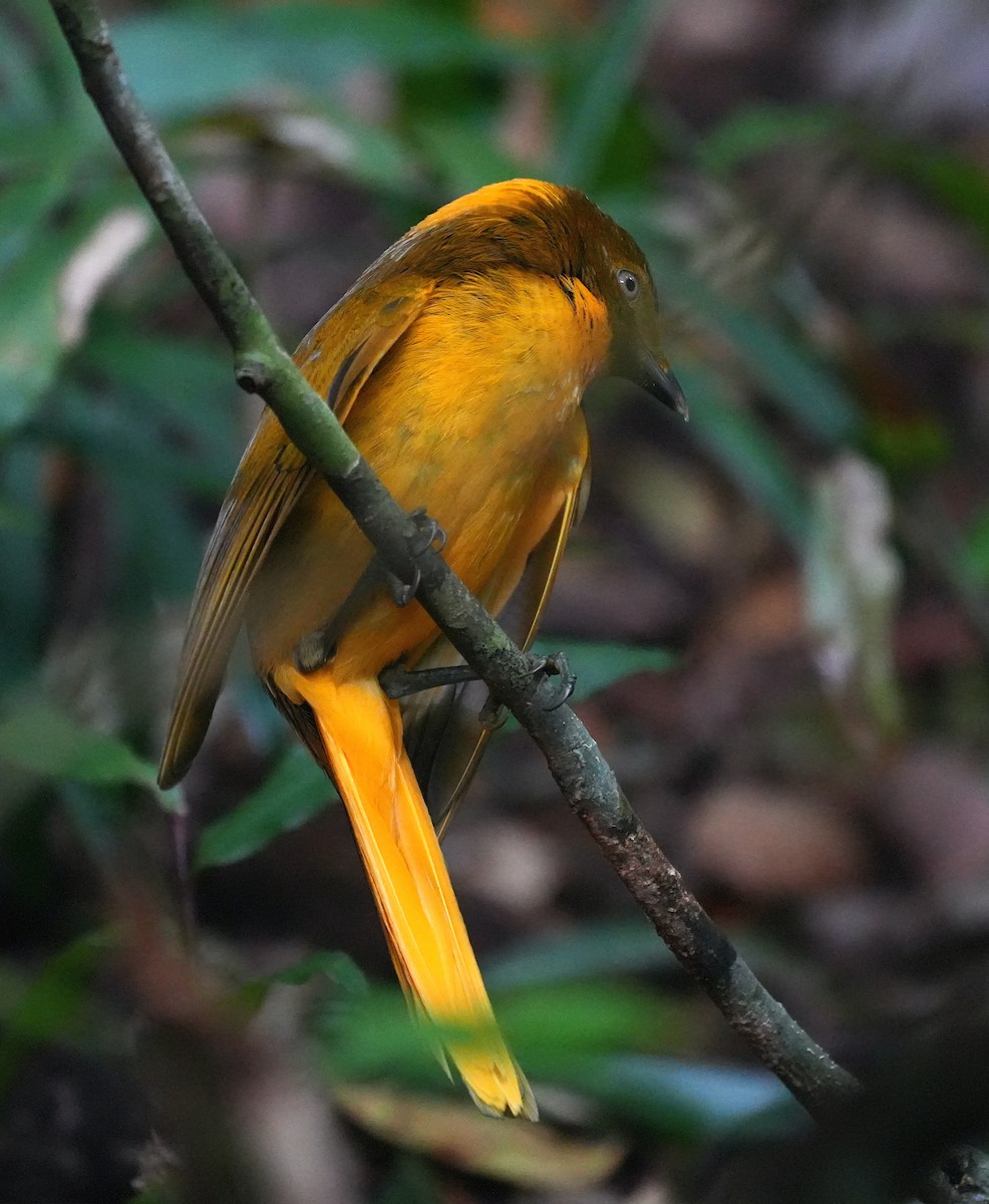 Golden Bowerbird - ML644740057