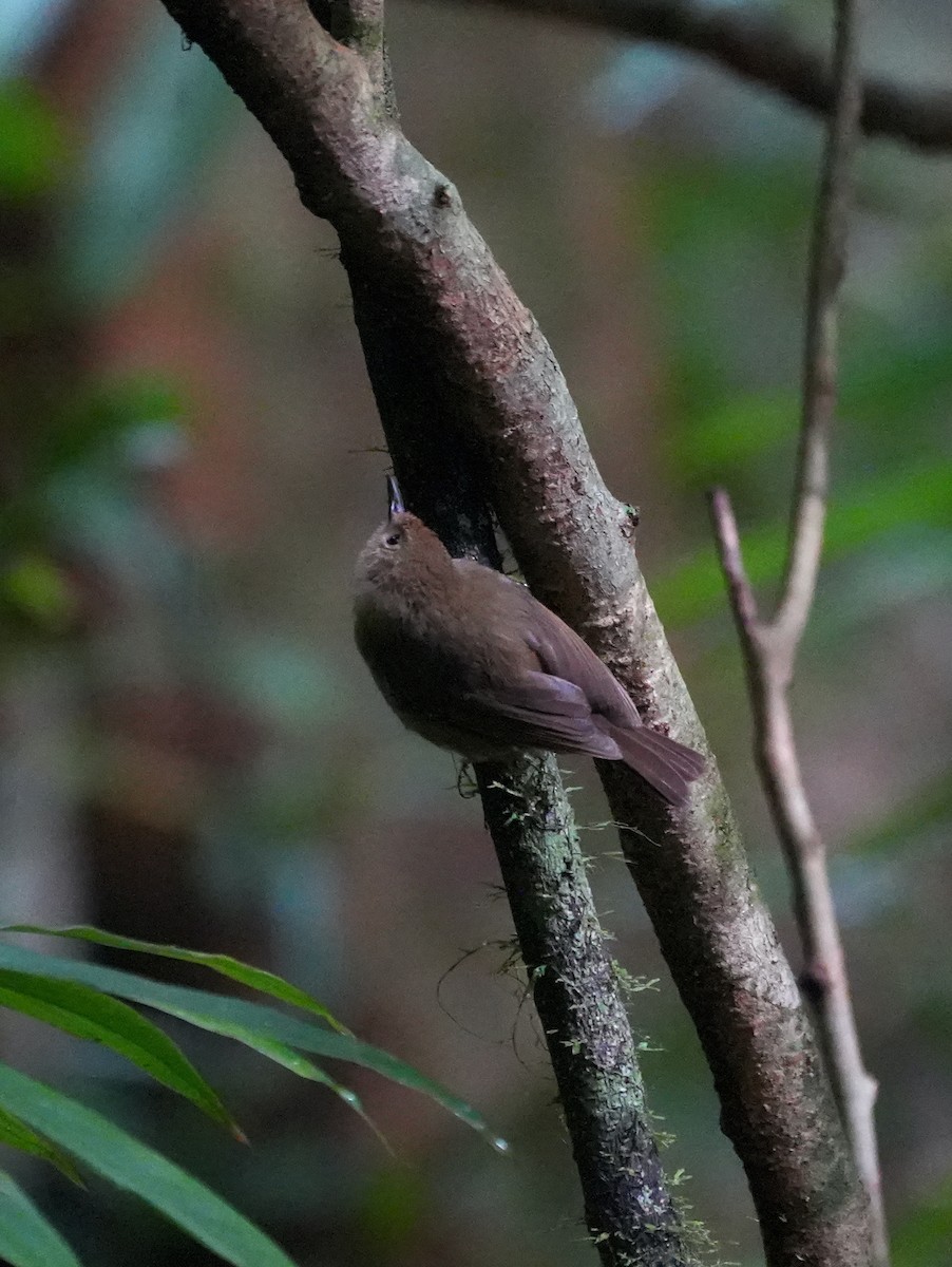 Atherton Scrubwren - ML644740060