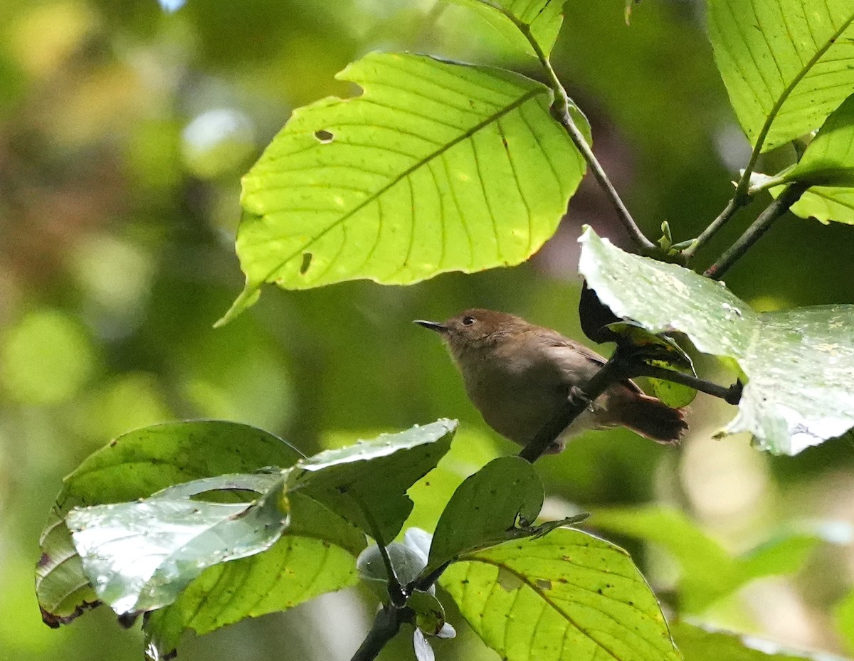 Atherton Scrubwren - ML644740061